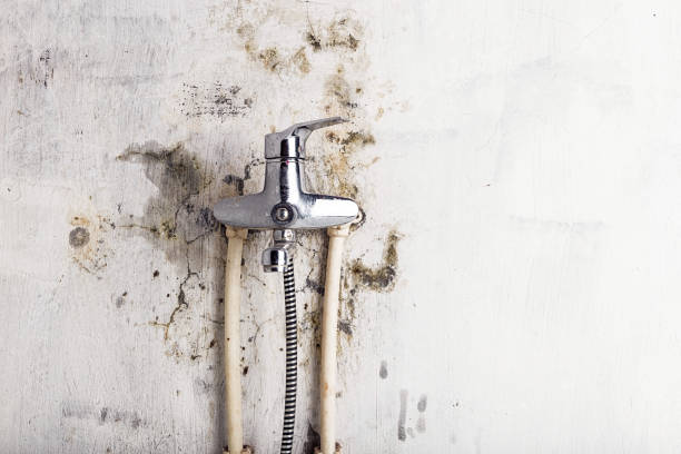 Best Emergency Mold Remediation in Huntington Woods, MI
