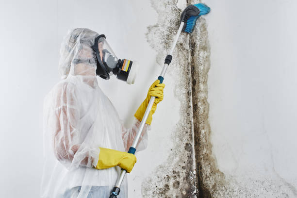 Best Preventive Mold Services in Huntington Woods, MI