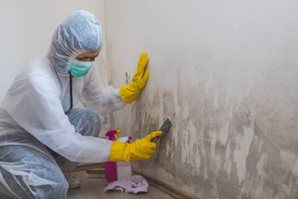 Best Bathroom Mold Remediation in Huntington Woods, MI