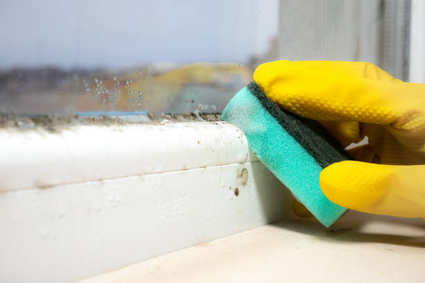 Best Insurance-Related Mold Remediation in Huntington Woods, MI