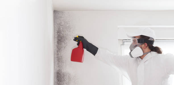 Best HVAC Mold Remediation in Huntington Woods, MI