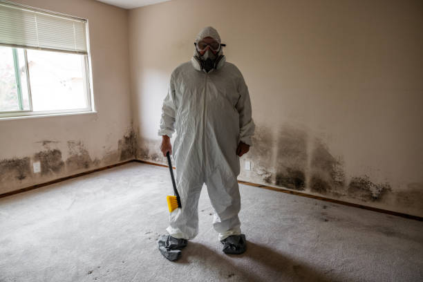 Best Attic Mold Remediation in Huntington Woods, MI