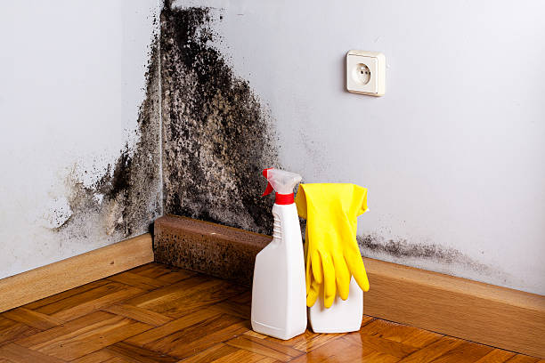 Best Mold Remediation for Schools in Huntington Woods, MI