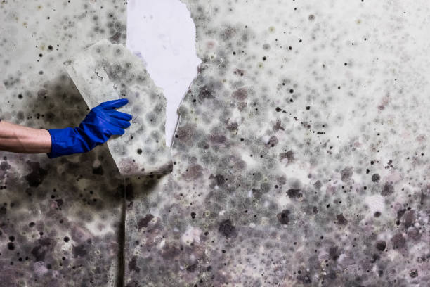 Best Bathroom Mold Remediation in Huntington Woods, MI