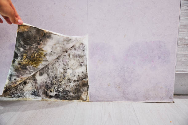 Best Industrial Mold Remediation in Huntington Woods, MI